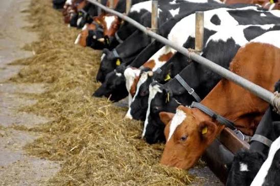 Quality Cattle Feed