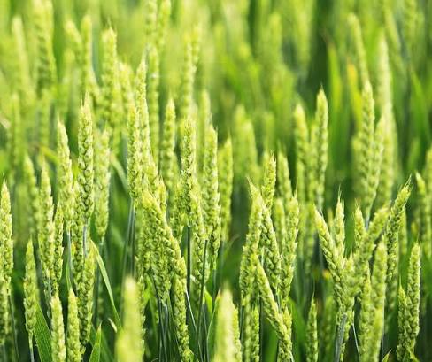 Crop Nutrition